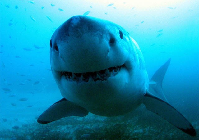 Cá mập trắng tập trung nhiều nhất tại khu vực biển phía Nam nước Úc và vùng biển Nam Phi. Nhiều trường hợp thợ lặn, người lướt sóng và tắm biển đã bị cá mập trắng tấn công giết hại hoặc bị thương nặng.